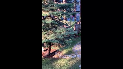 Black Bear Channels It's Inner Squirrel on Fence