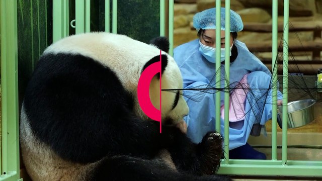 Les deux bébés pandas tant attendus sont enfin nés au Zoo de Beauval