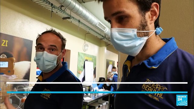 En France, deux pandas géants sont nés au zoo de Beauval