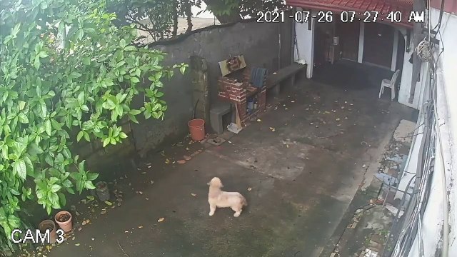 Ce chien échappe de peu à la chute d'un arbre en pleine tempête