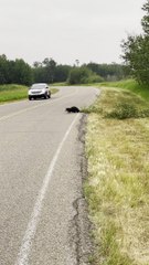 Beaver Moving Tree Across Road in Elk Island