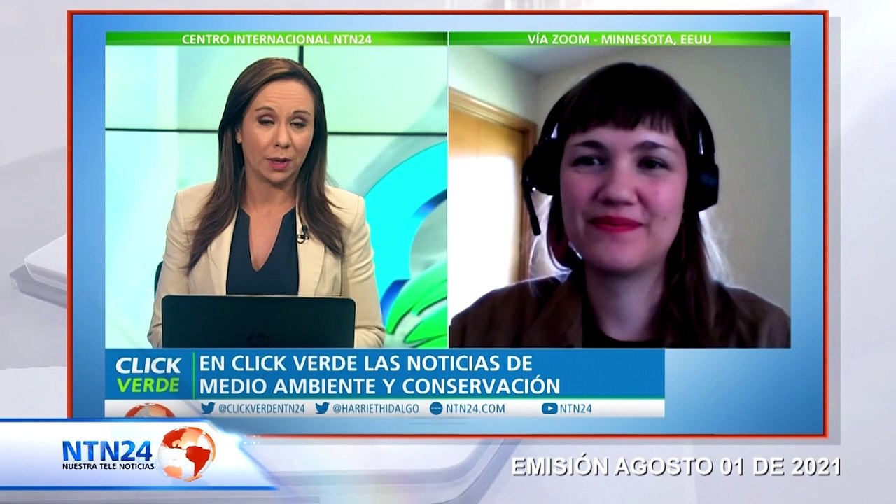 Peces dorados gigantes invaden lagos de Minnesota, Estados Unidos