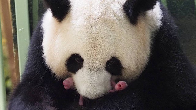 ¡Se creció la familia! Nacen dos pandas gemelos en zoológico de Francia