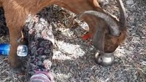 Enkaz altında kalan keçi, Manavgat'taki yangının 6'ncı gününde kurtarıldı