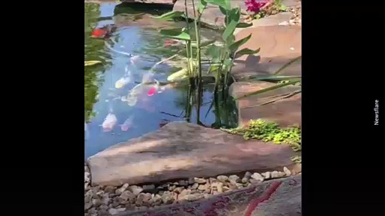 Perrita bóxer se vuelve amiga inseparable de unos peces koi y su bonita amistad se vuelve viral