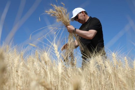 Sivas Valisi Ayhan, biçerdöverle buğday hasadı yaptı