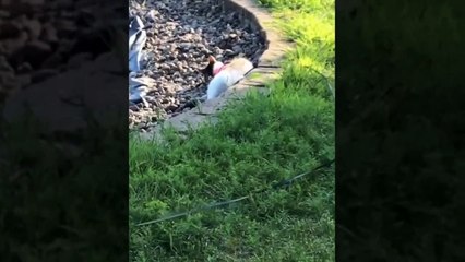 Mau ngakak sepanjang hari Tonton video kompilasi hewan terlucu tahun 2021