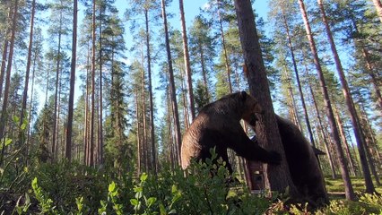 Intense Territorial Brawl Between Two Massive Brown Bears