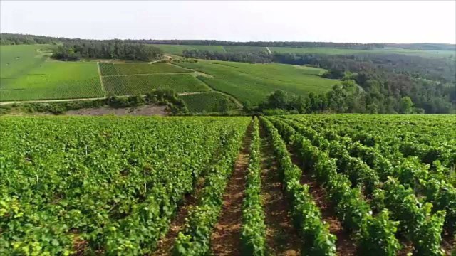 Champagne Growers Vote to Change Century-Old Rule, Will Allow Vines to Be Spaced Farther