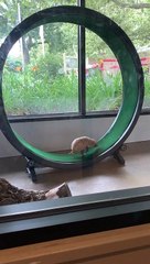 Adorable Armadillo Exercises on Wheel