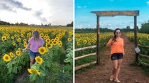 Tu peux aller te perdre dans ce géant champ de tournesols à 2 h 30 de Montréal