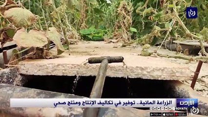 الزراعة المائية في الأردن.. توفير في تكاليف الإنتاج ومنتج صحي
