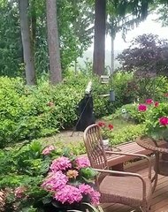 Black Bear Enjoys Backyard Bird Food Buffet