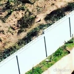 Onça-parda circula em Divinópolis