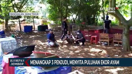 下载视频: Memicu Kerumunan, Arena Judi Sabung Ayam di Bangkalan Digerebek dan Dibakar Polisi