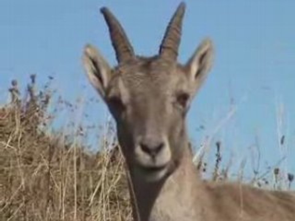 Le Bouquetin femelle