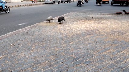Black And White Guinea Fowl | Kingdom Of Awais