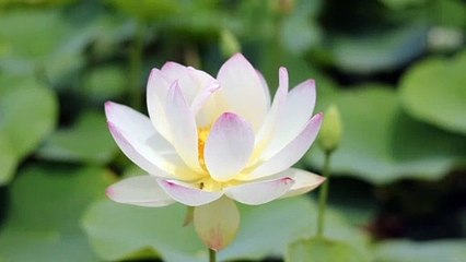 Nature relaxing music, calming music, meditation music, sleep music