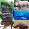 Animals that can Only be Found on the African continent (Tanzania, Kenya, Africa, Namibia and beyond)