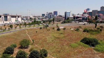 - İBB yol kenarlarındaki yeşillik alanları kurumaya terk etti