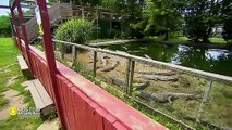 Abandoned alligators find permanent home and oasis at sanctuary in Michigan