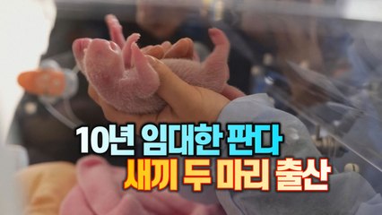 [세상만사] 중국이 프랑스에 10년간 임대한 판다 새끼 두 마리 출산 / YTN