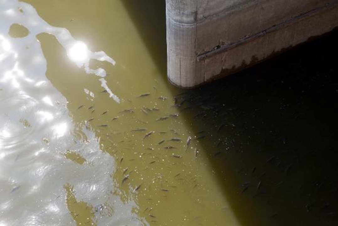 ASİ NEHRİ'NDE BALIK ÖLÜMLERİ