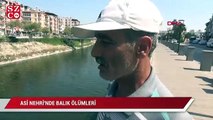 Asi Nehri’nde balık ölümleri