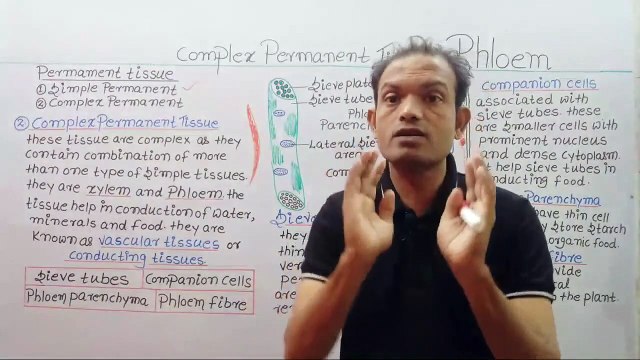 cbse 9th biology,complex permanent tissues,phloem tissues