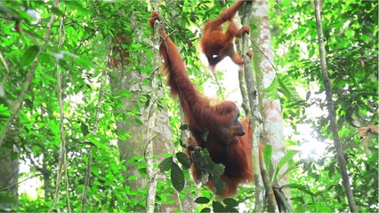 Watch the cute moment an orangutan tries on sunglasses after tourist drops them at zoo