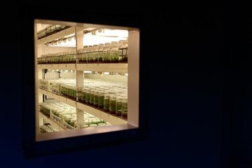 Şeftalide verim ve kalite "yerli anaç" ile artacak