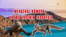 Serba-serbi Komodo, Satwa Langka yang Dilindungi