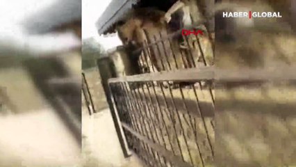 Antalya'da mucize kurtuluş! 6 kişilik aile havuza girerek yangından kaçtı