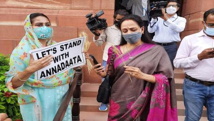 Why Harsimrat Kaur offers wheat stalk to Hema Malini?