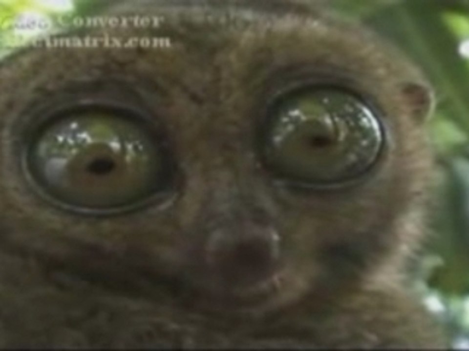 Video animaux 2
