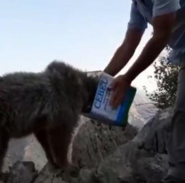 Kafası teneke kutuya sıkışan ayı kurtarıldı