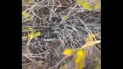 Korkunç şüphe! Hainler ormanlara güneşi görünce bakın ne atmış