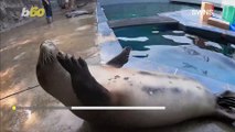 Workout to Seal the Deal! Funny Footage Shows This Seal Doing Ab Crunches!