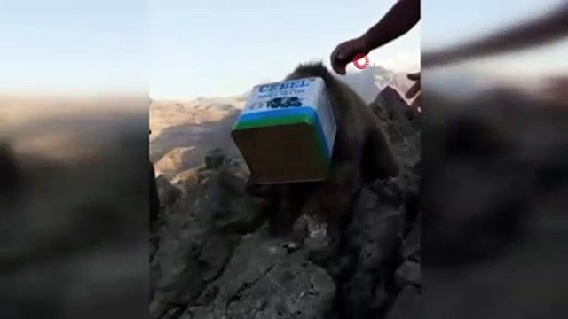 Kafası teneke kutuya sıkışan ayı kurtarıldı
