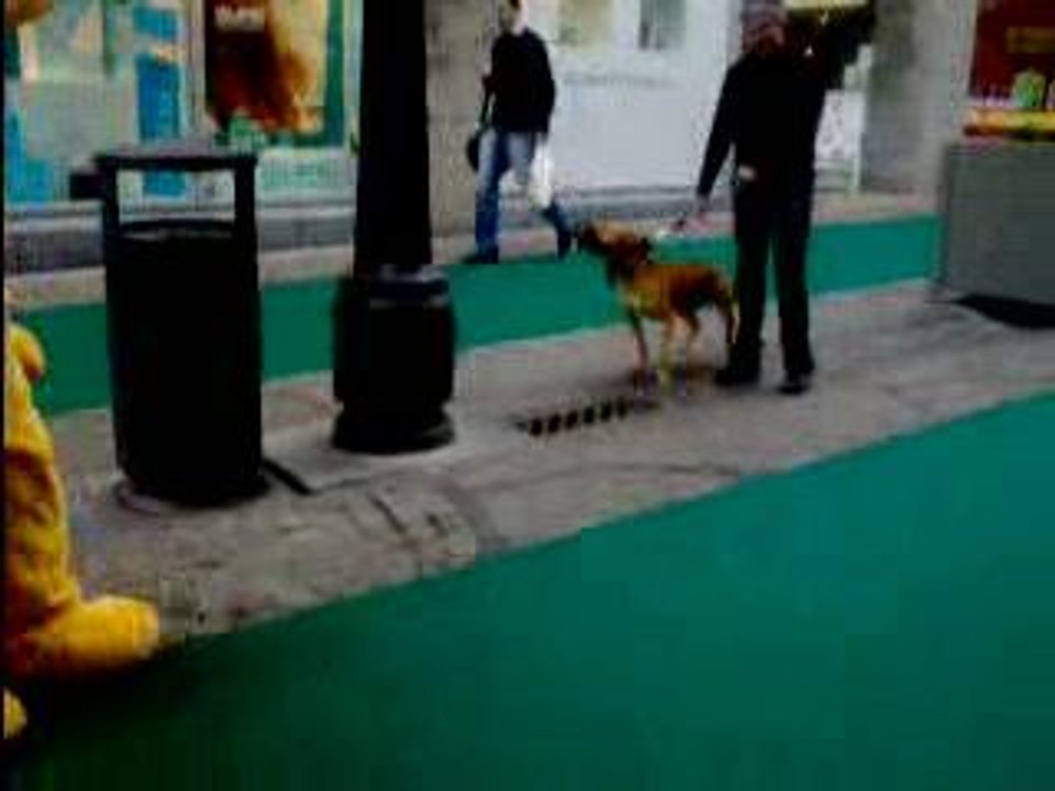 jack en ville mdr et le lapin