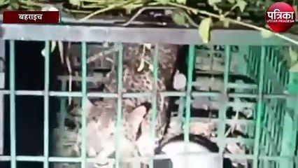 ...जब पिंजरे में कैद हुआ आदमखोर तेंदुआ