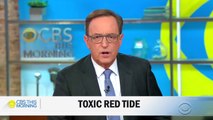 Red tide ravages sea life and hurts tourism industry along nearly 100 miles of Florida's Gulf Coa…