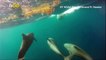 Dolphin Delight! Camera Captures Dolphins off the Coast of Florida!