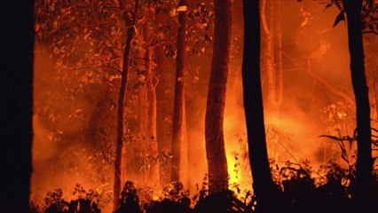 California Is Giving Vineyards That Can't Obtain Wildfire Insurance Another Option