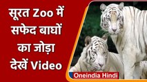 Gujarat: Surat Zoo को पहली बार मिला White Tigers का एक जोड़ा | वनइंडिया हिंदी