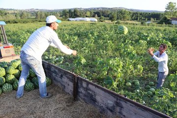Kendine özgü tadı ve kokusuyla ünlü "Kandıra karpuzu"nun hasadı başladı