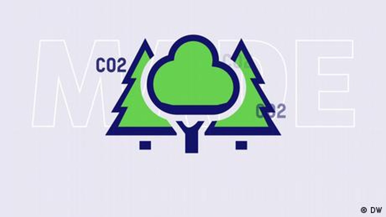 Warum ist der Wald so wertvoll?