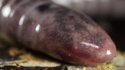 "Noodle-Like" Amphibians That Can Grow Up to 5 Feet Long Discovered in Florida Canal