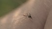Piqûres de moustiques : comment les éviter ?