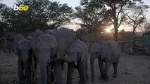 These Adorable Elephants Get a Second Chance in a Protected Wildlife Area